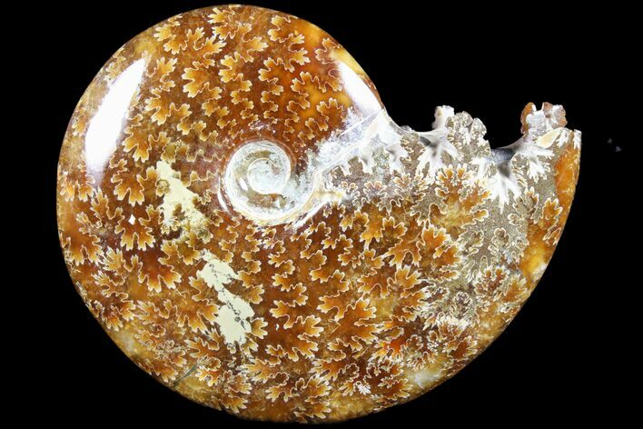 Polished, Agatized Ammonite (Cleoniceras) - Madagascar #79755